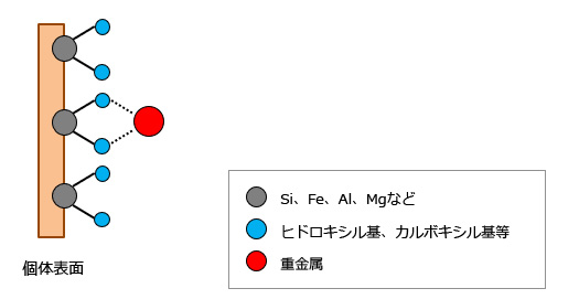 物理吸着（外界錯体生成反応）： 物理 吸着 不溶化 汚染 土壌 ファンデルワールス力 水酸化物 酸化物 結晶 吸着媒体 不溶化工法